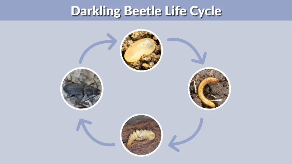 Darkling Beetle Life Cycle