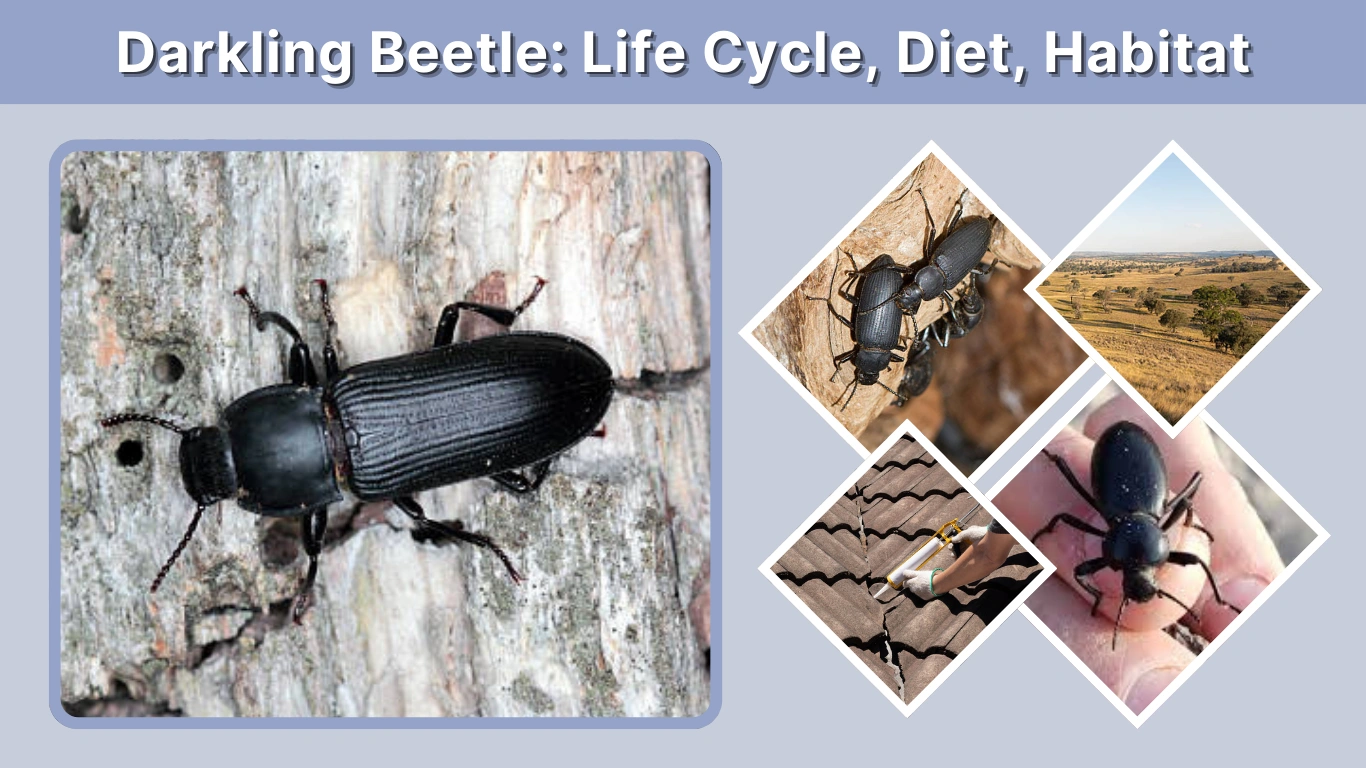 Darkling Beetle Life Cycle, Diet, Habitat & Control Guide