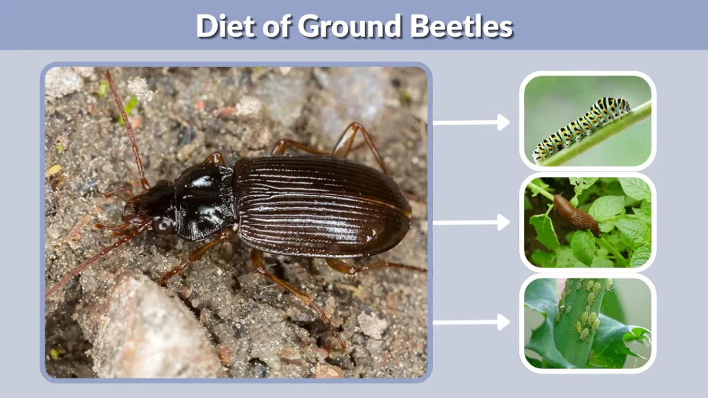 Diet of Ground Beetles