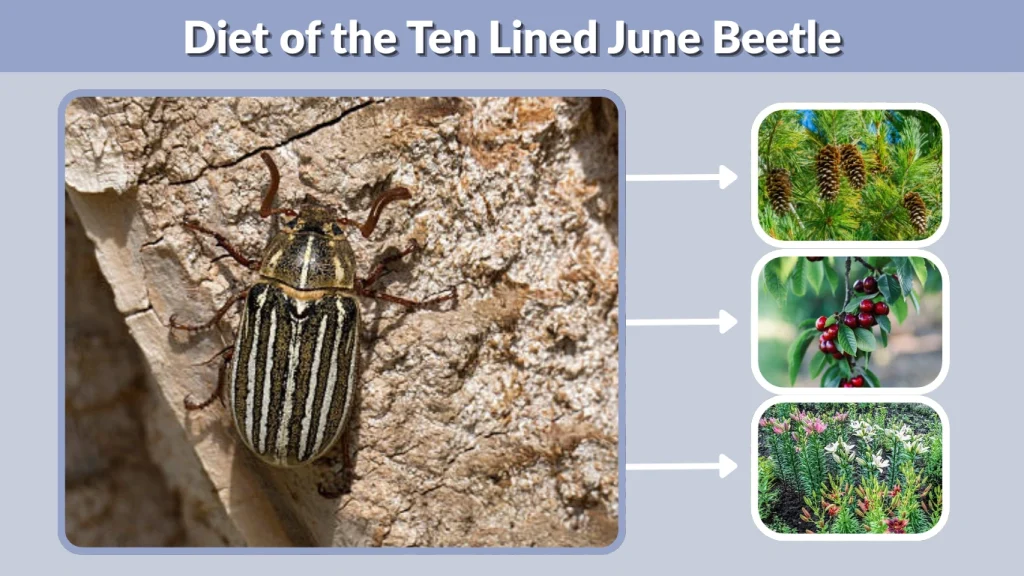 Diet of the Ten Lined June Beetle