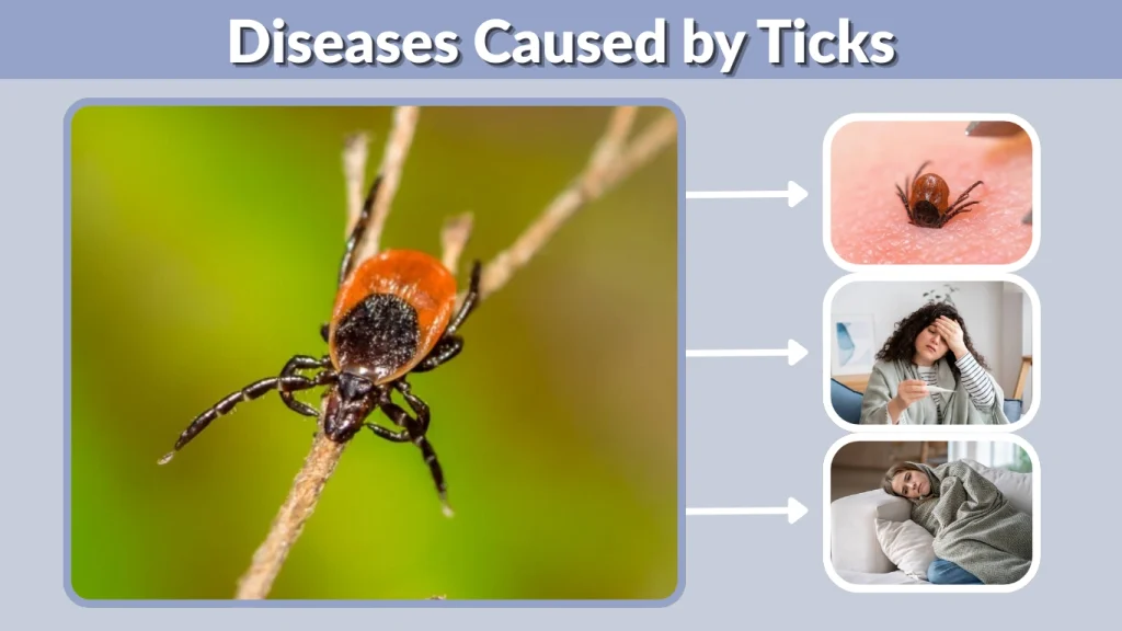Diseases Caused by Ticks
