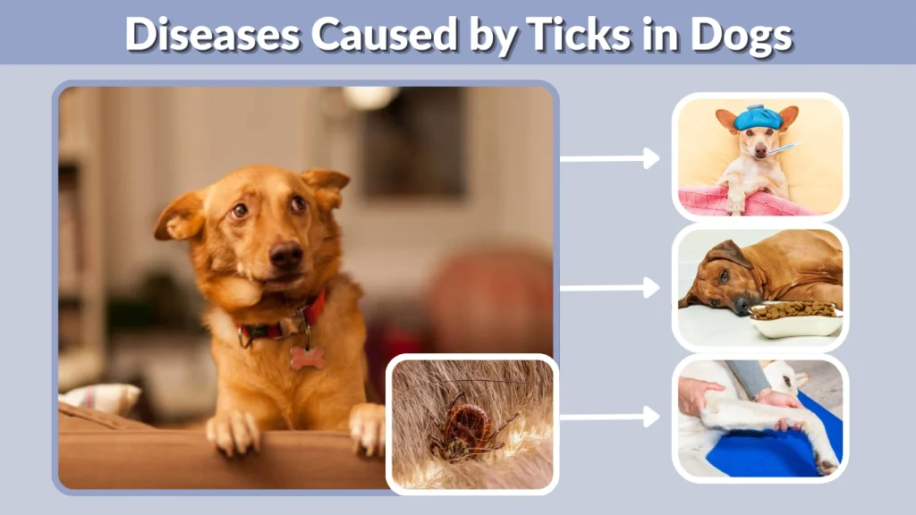 Diseases Caused by Ticks in Dogs