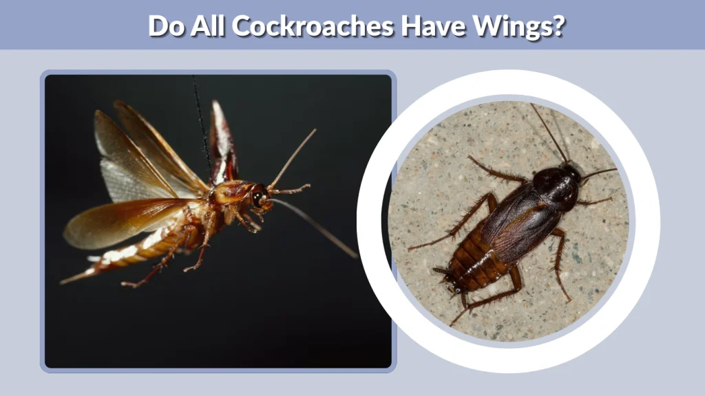 Do All Cockroaches Have Wings
