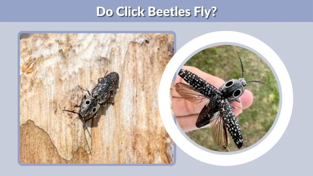 Do Click Beetles Fly