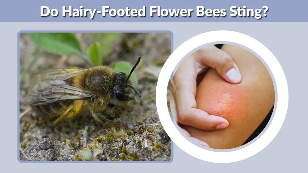 Do Hairy-Footed Flower Bees Sting