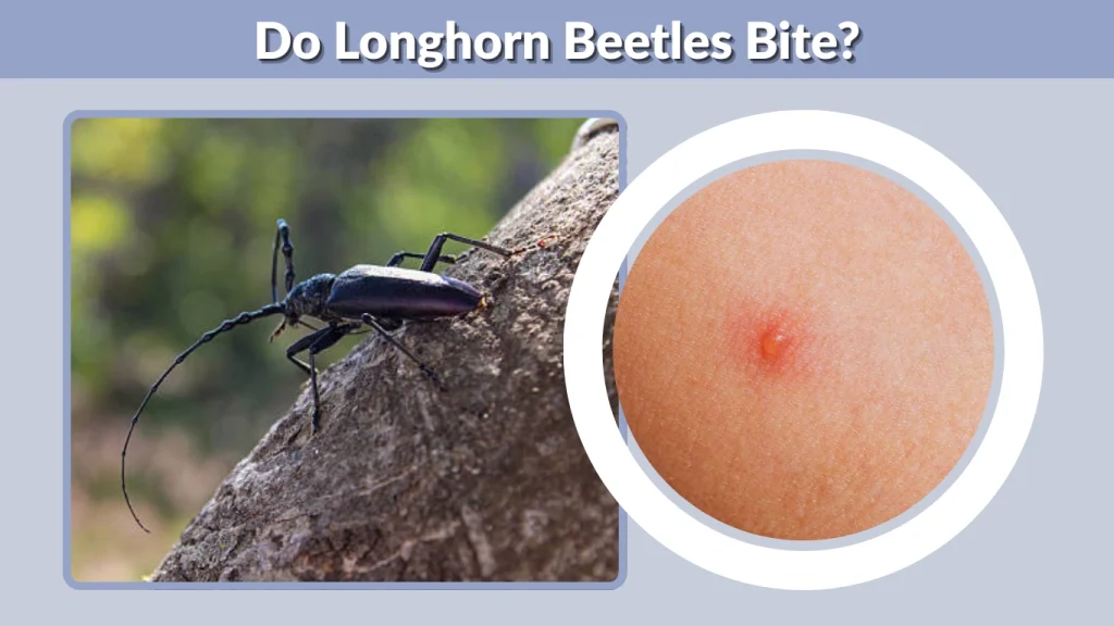 Do Longhorn Beetles Bite