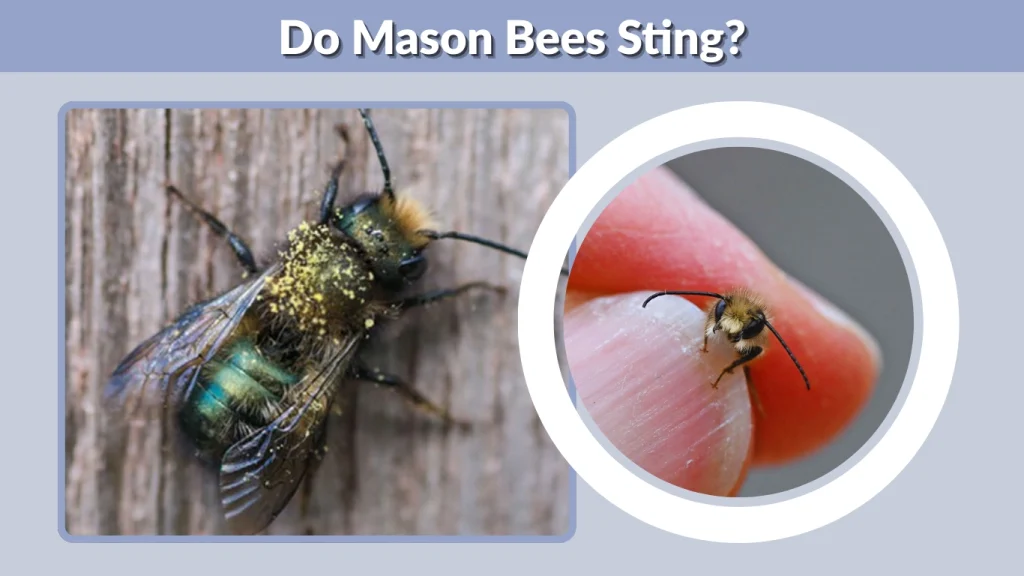 Do Mason Bees Sting