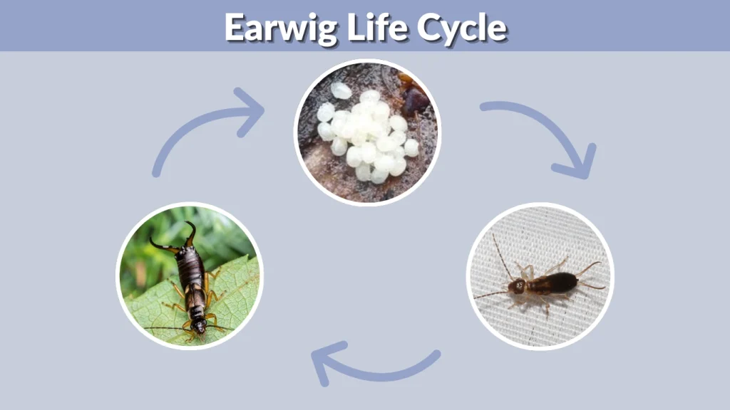 Earwig Life Cycle