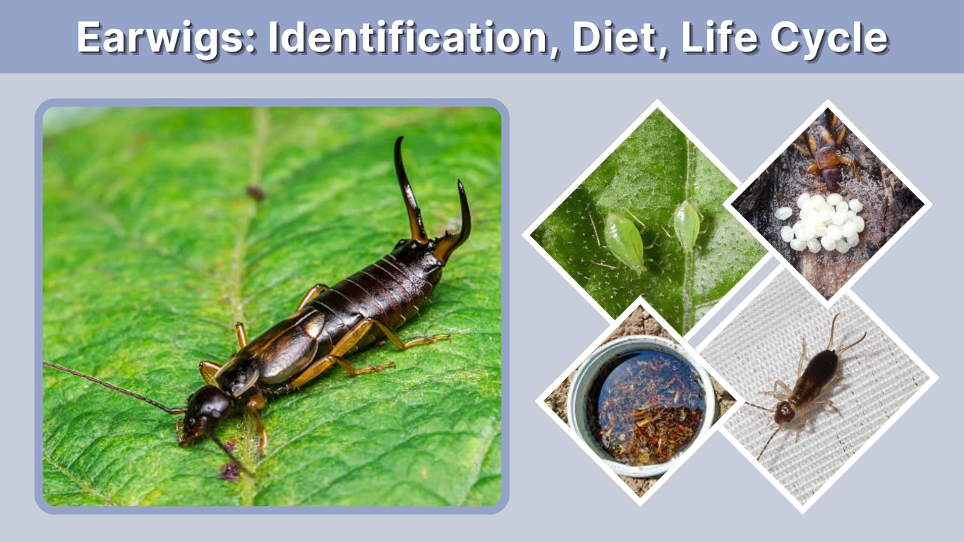 Earwigs Identification, Diet, Life Cycle, and How to Get Rid of Them