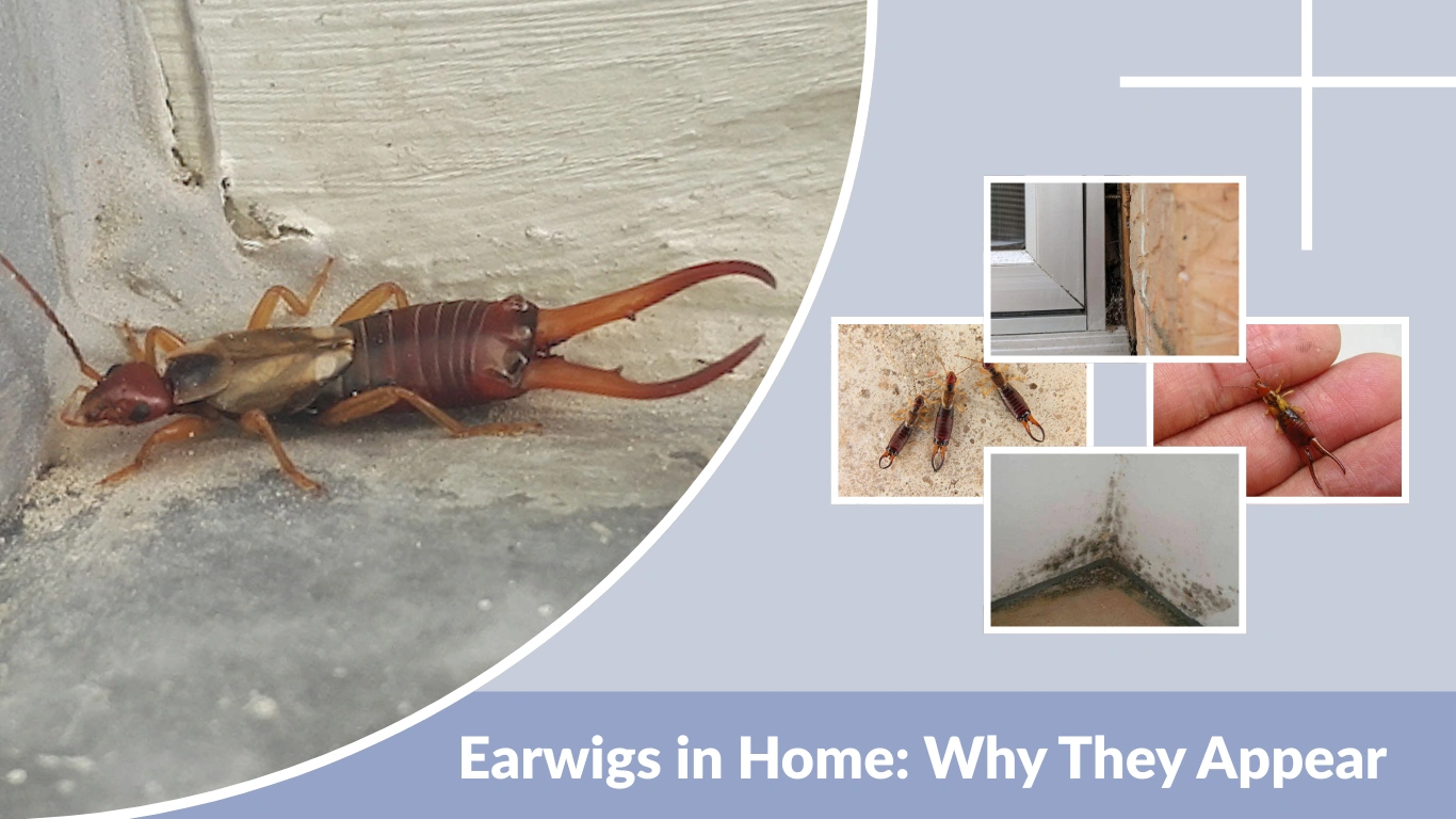 Earwigs in Home Why They Appear and How to Get Rid of Them