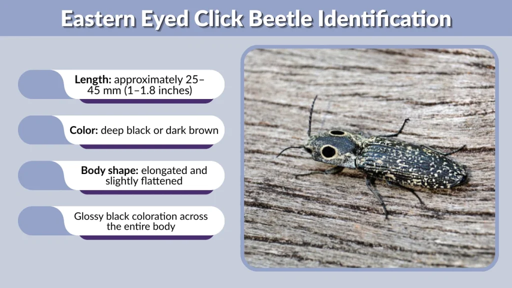 Eastern Eyed Click Beetle Identification