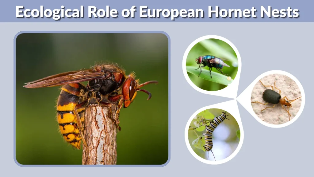 Ecological Role of European Hornet Nests