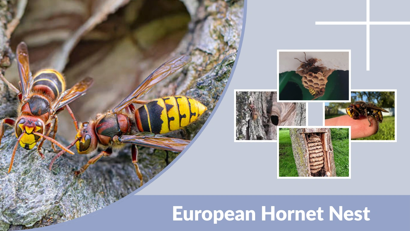 European Hornet Nest Identification, Size, Location & Lifecycle
