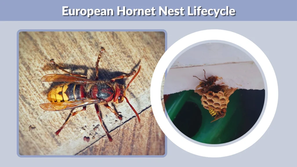 European Hornet Nest Lifecycle
