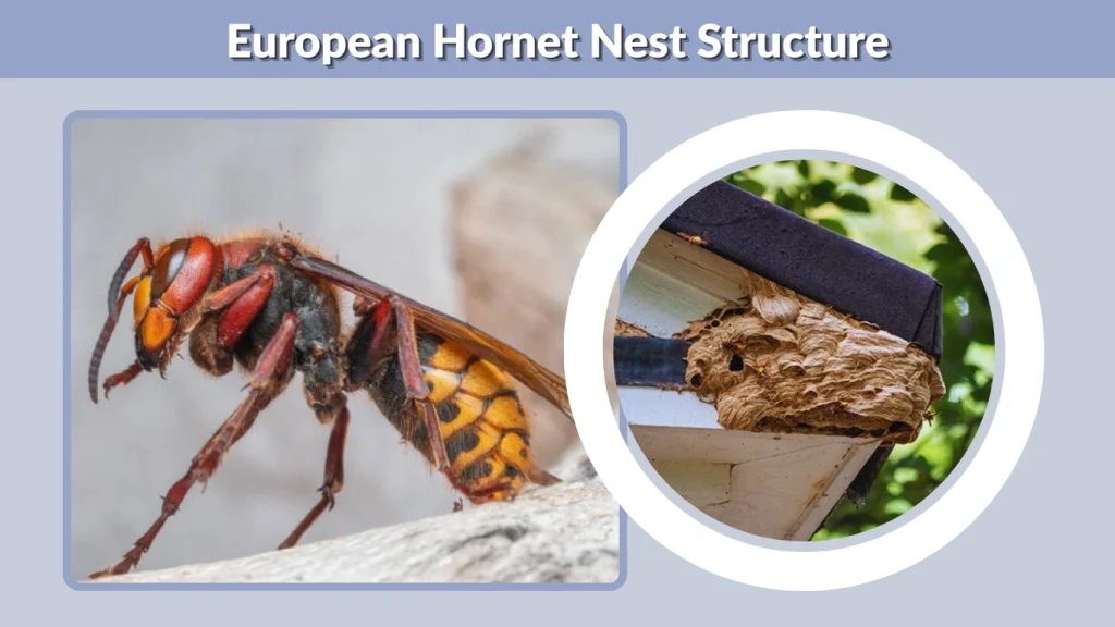 European Hornet Nest Structure