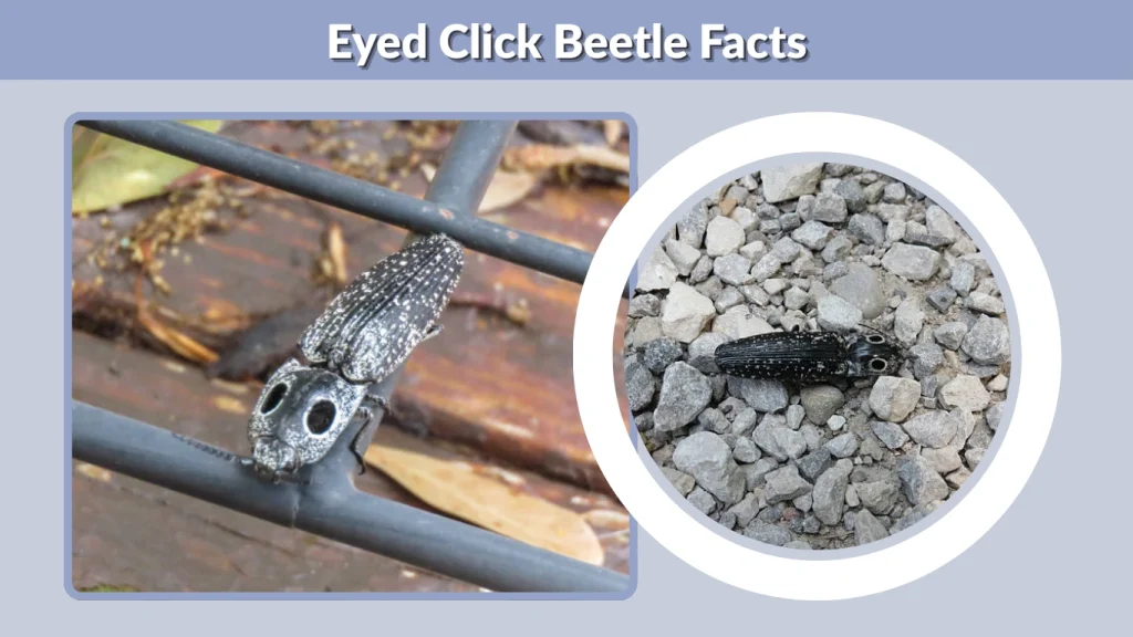 Eyed Click Beetle Facts