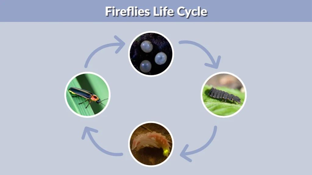 Fireflies Life Cycle