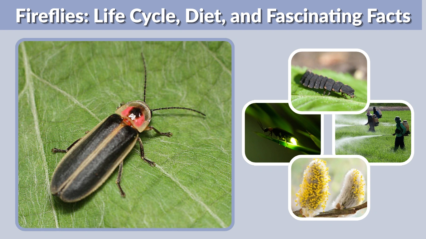 Fireflies Life Cycle, Diet, and Fascinating Facts