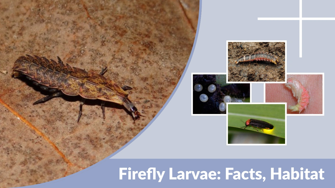 Firefly Larvae Facts, Habitat, Diet and Life Cycle