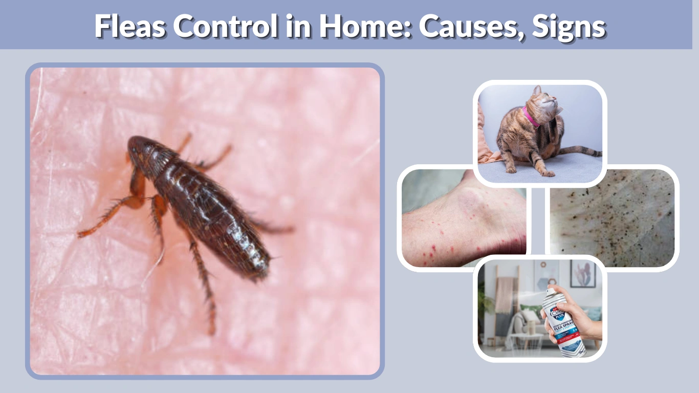 Fleas Control in Home Causes, Signs, and Effective Solutions