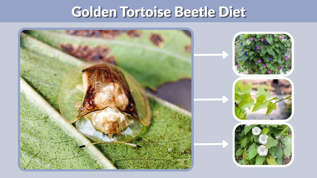 Golden Tortoise Beetle Diet