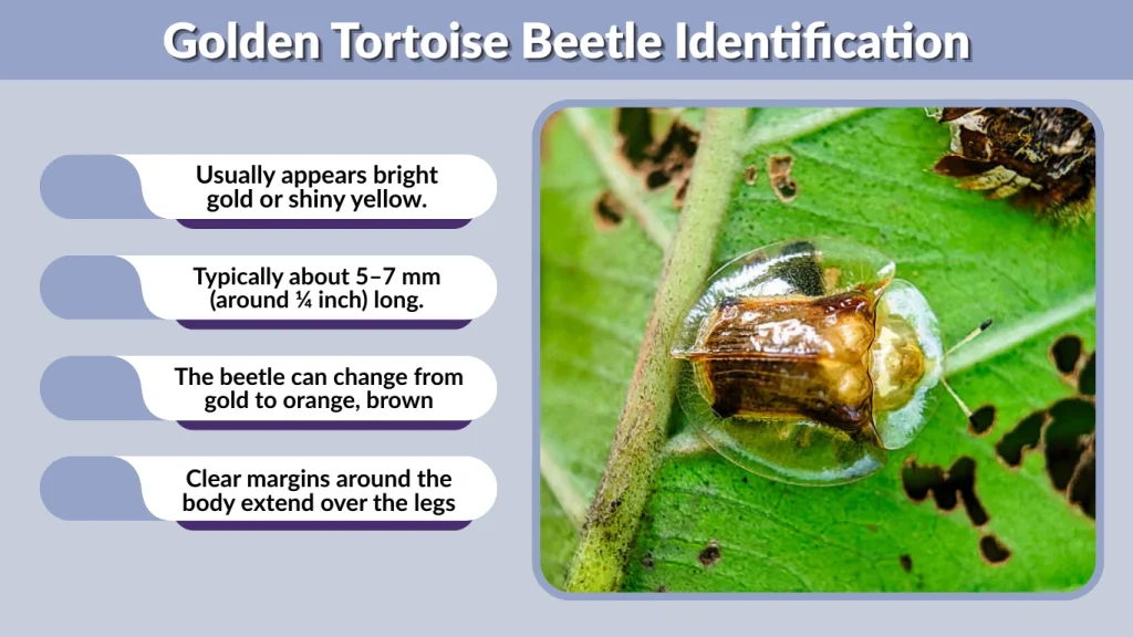 Golden Tortoise Beetle Identification
