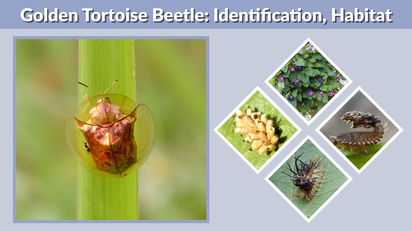 Golden Tortoise Beetle Identification, Habitat, Diet & Facts