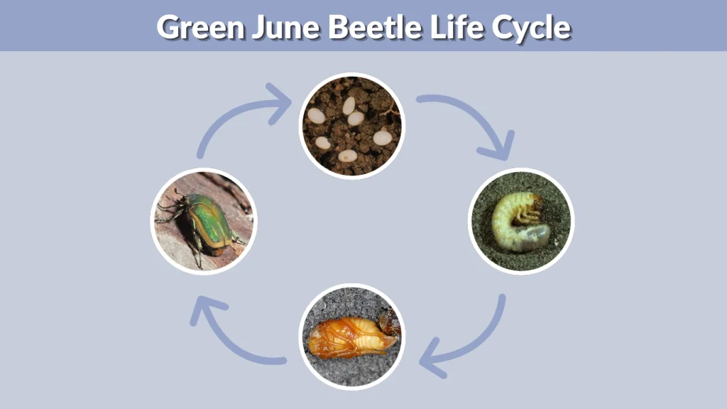 Green June Beetle Life Cycle