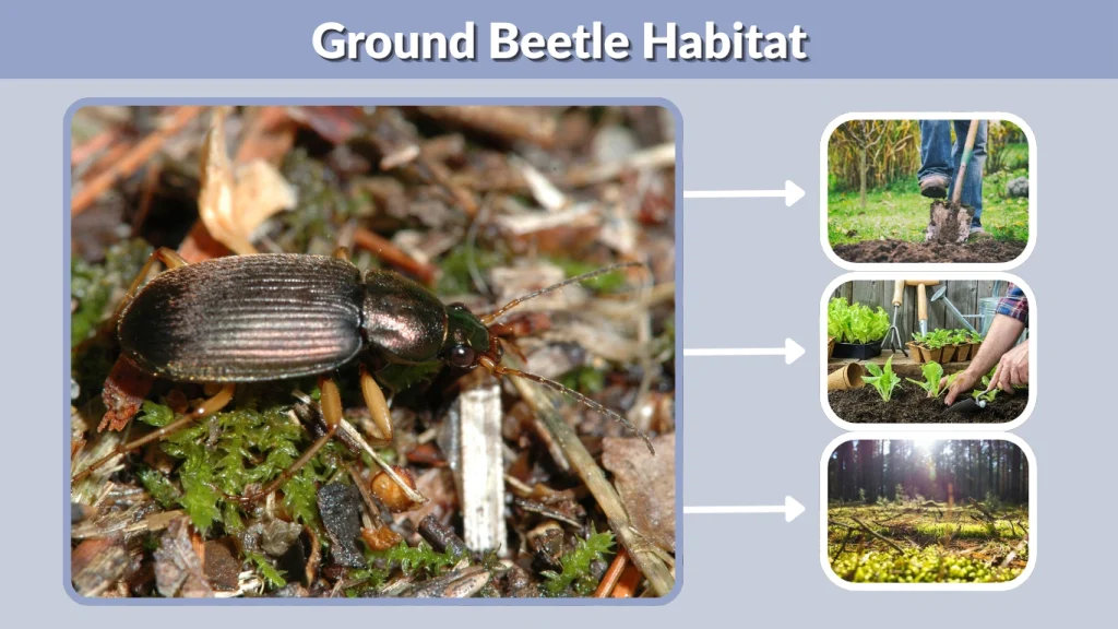 Ground Beetle Habitat