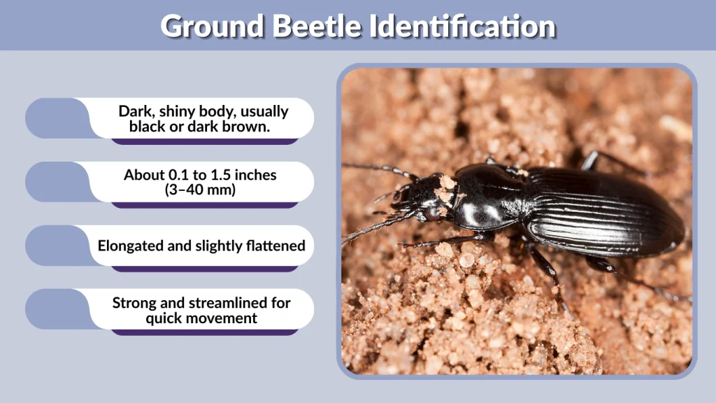 Ground Beetle Identification