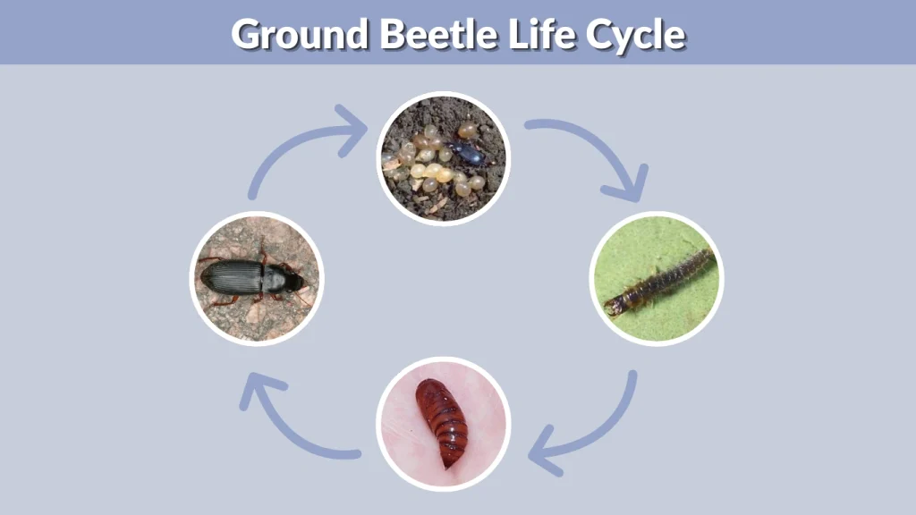 Ground Beetle Life Cycle