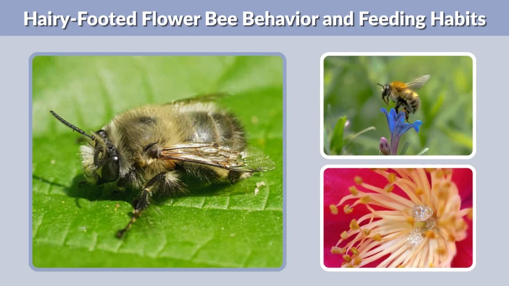 Hairy-Footed Flower Bee Behavior and Feeding Habits