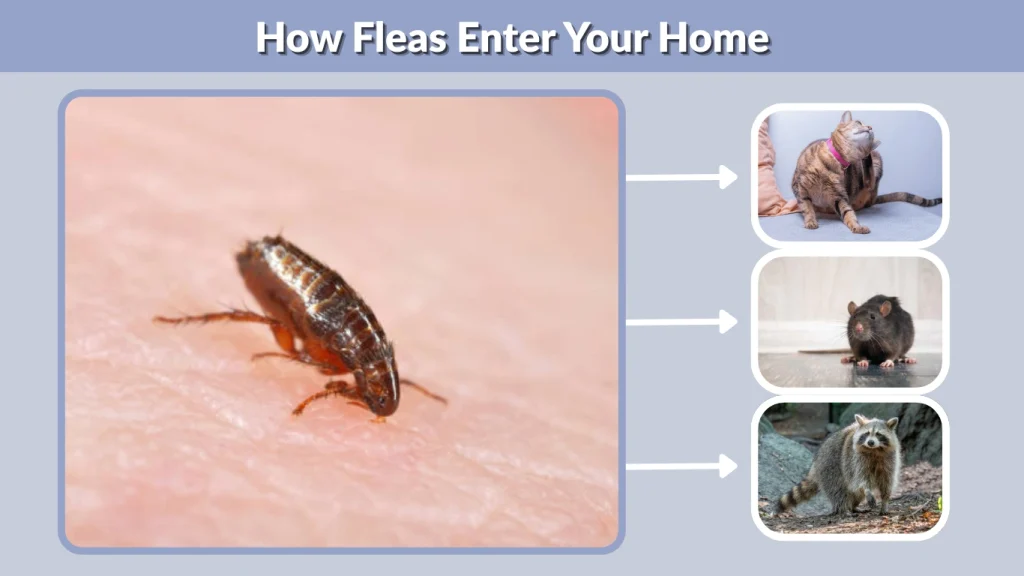How Fleas Enter Your Home