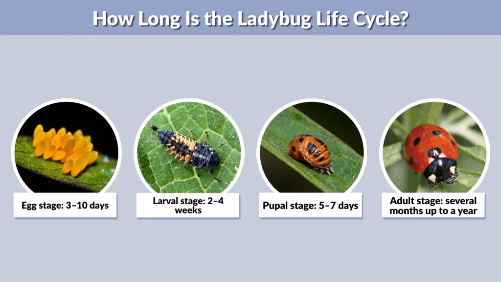 How Long Is the Ladybug Life Cycle