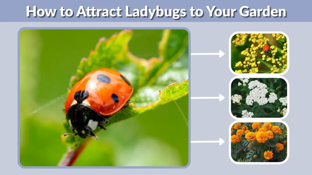 How to Attract Ladybugs to Your Garden
