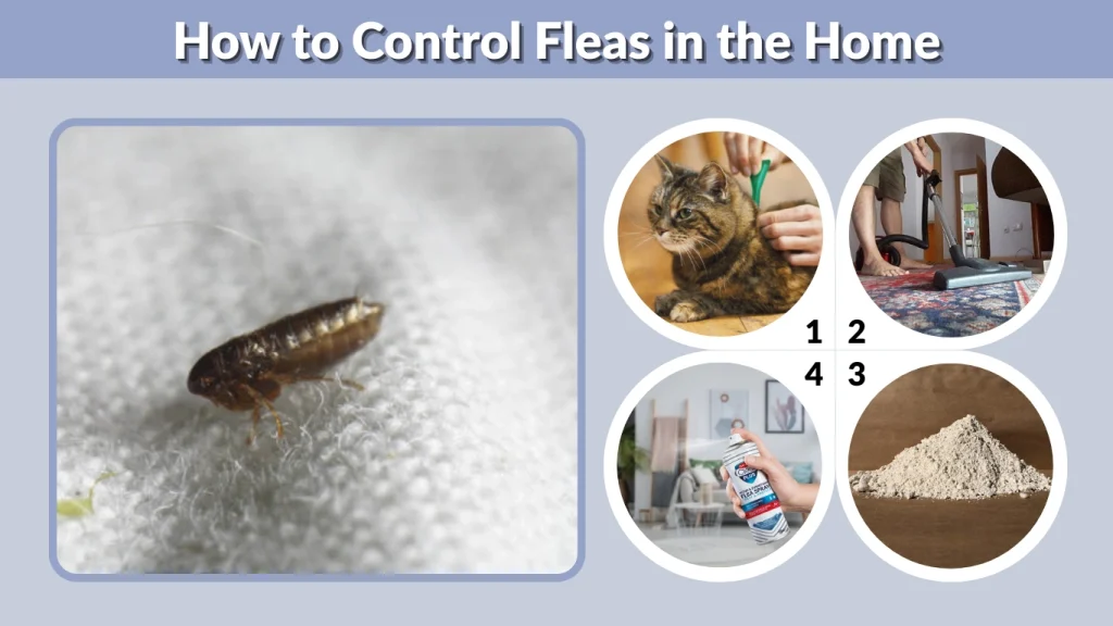 How to Control Fleas in the Home