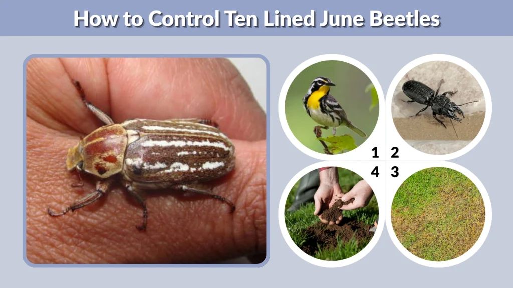 How to Control Ten Lined June Beetles