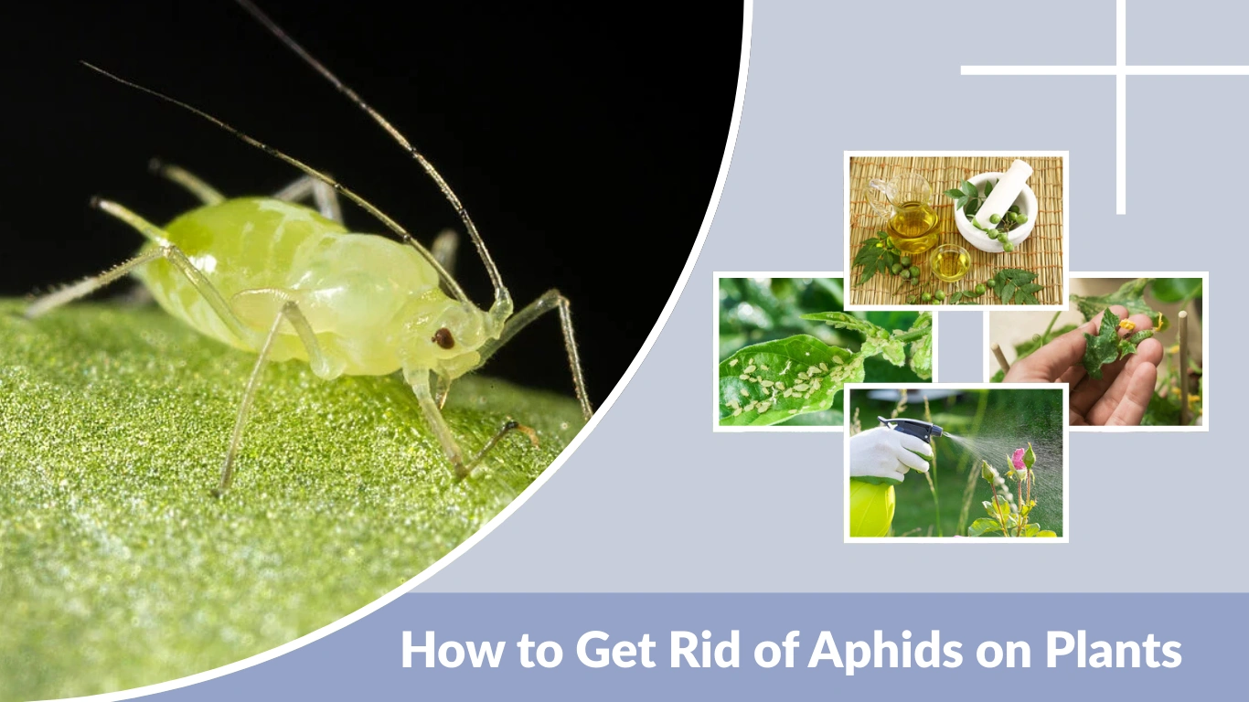 How to Get Rid of Aphids on Plants Effective Control Methods