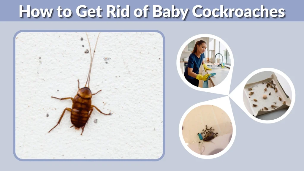 How to Get Rid of Baby Cockroaches