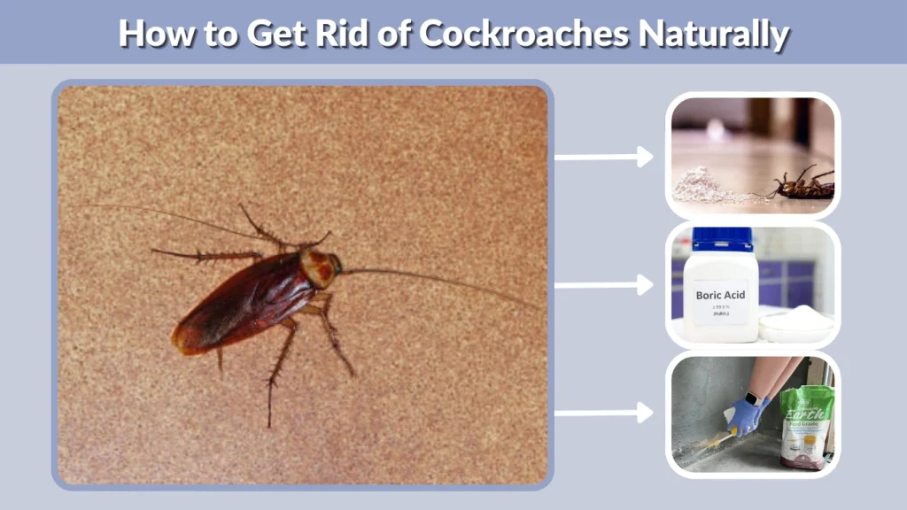 How to Get Rid of Cockroaches Naturally