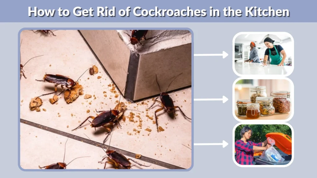 How to Get Rid of Cockroaches in the Kitchen