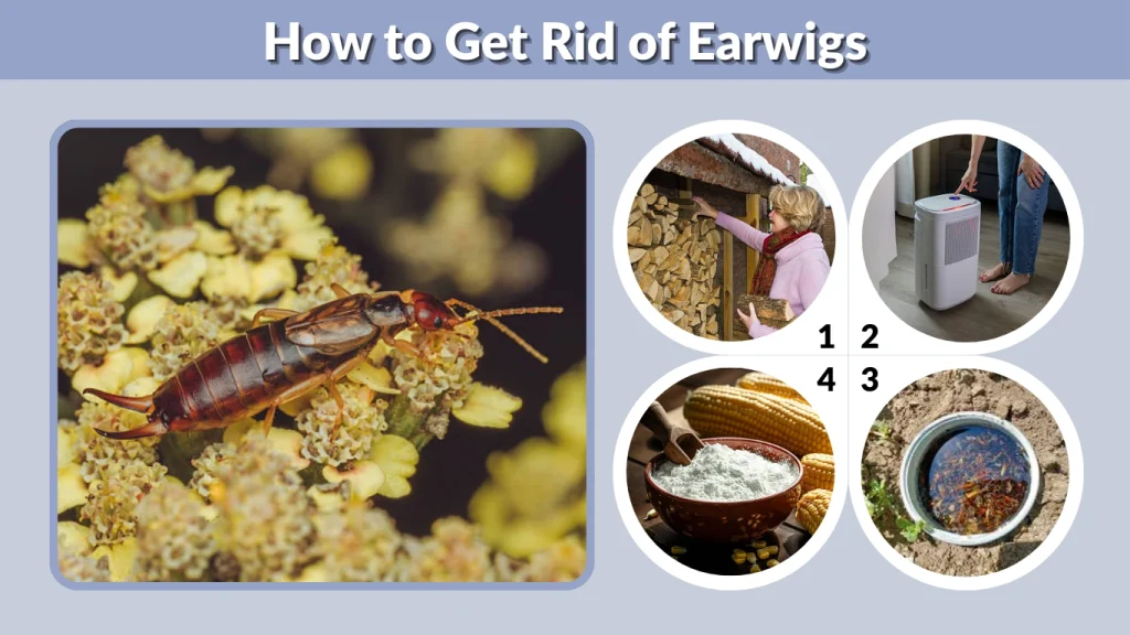 How to Get Rid of Earwigs
