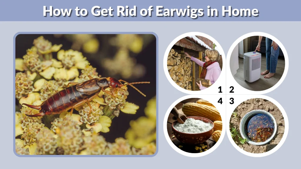 How to Get Rid of Earwigs in Home