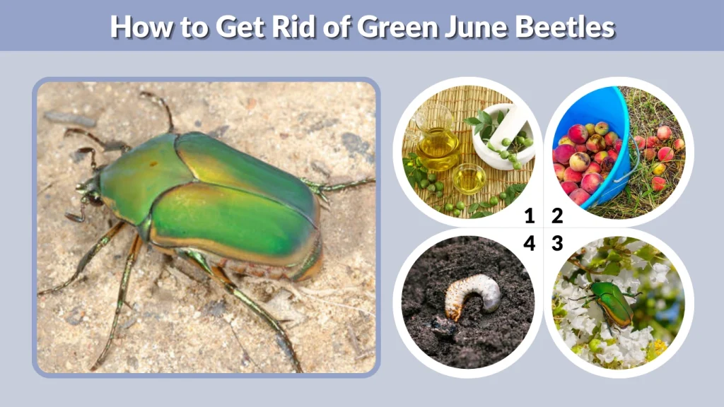 How to Get Rid of Green June Beetles
