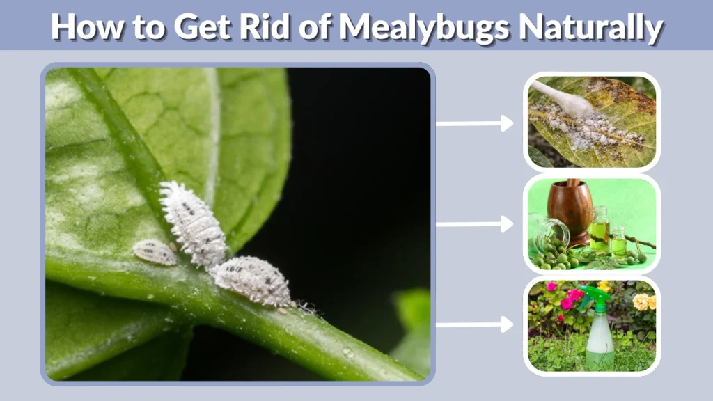 How to Get Rid of Mealybugs Naturally