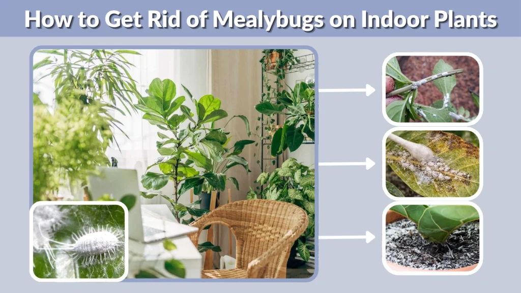 How to Get Rid of Mealybugs on Indoor Plants