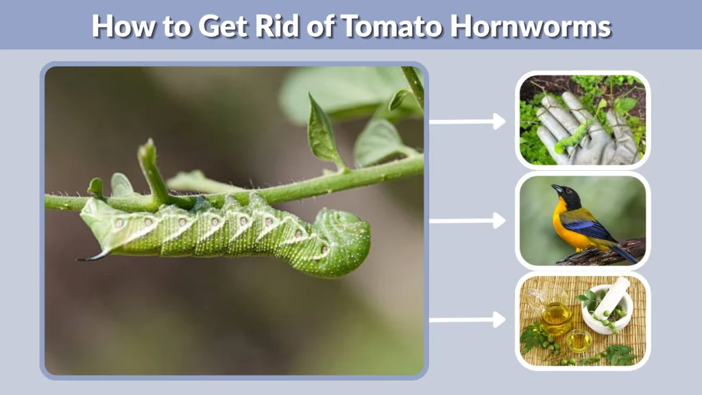 How to Get Rid of Tomato Hornworms