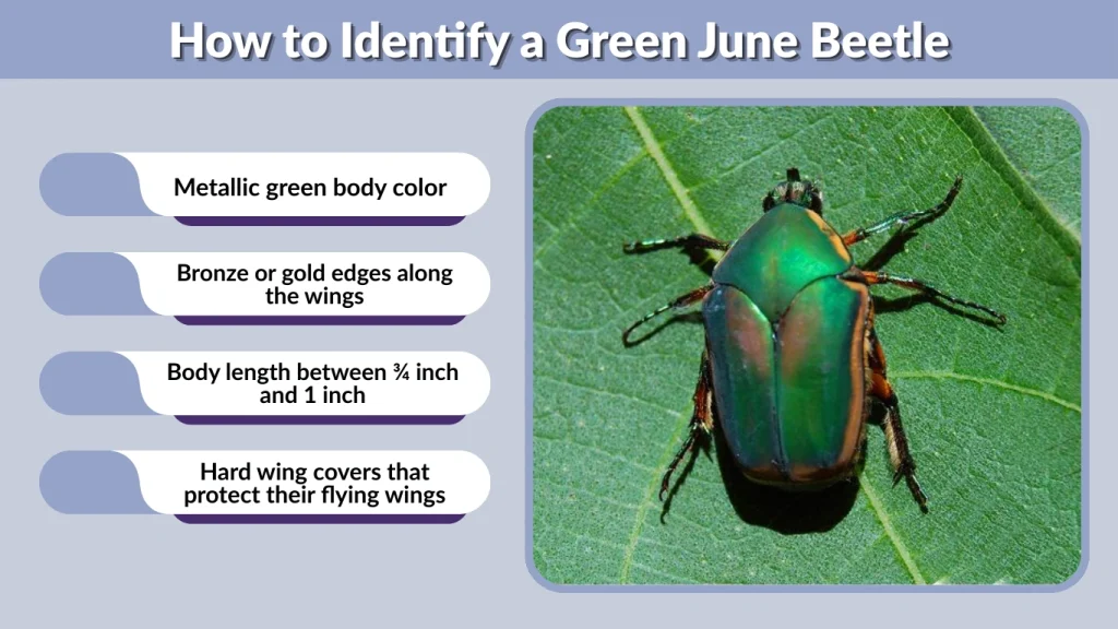 How to Identify a Green June Beetle