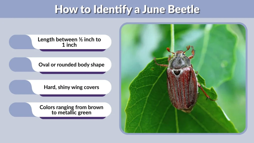 How to Identify a June Beetle