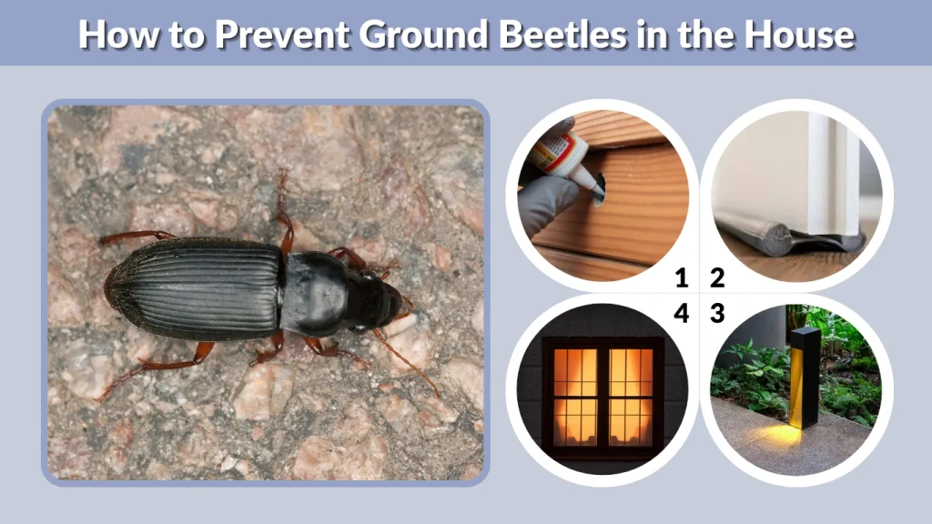 How to Prevent Ground Beetles in the House
